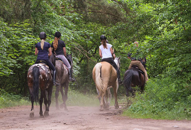 équitation